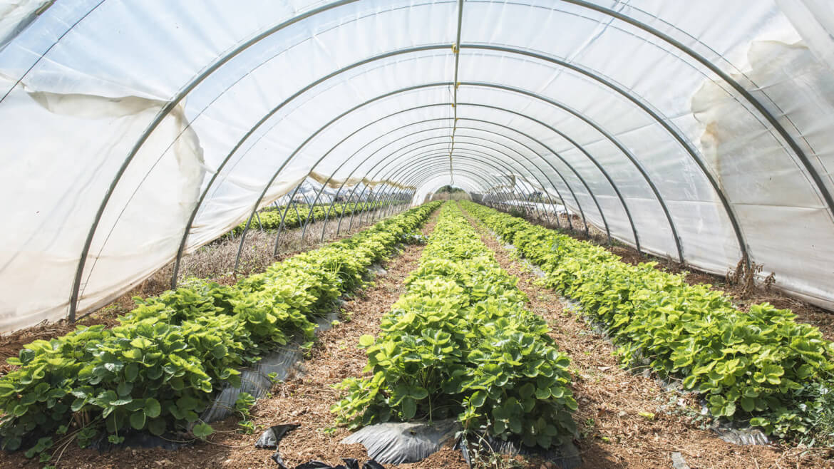 Strawberry Trees