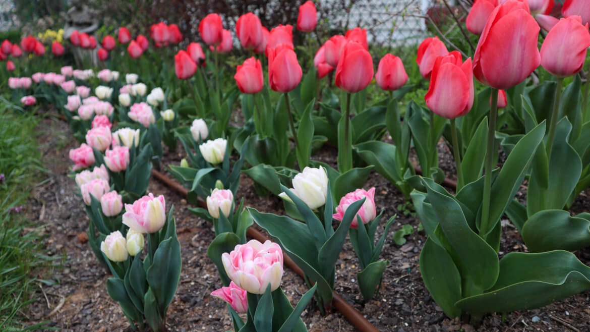 Bulbs in Tulips